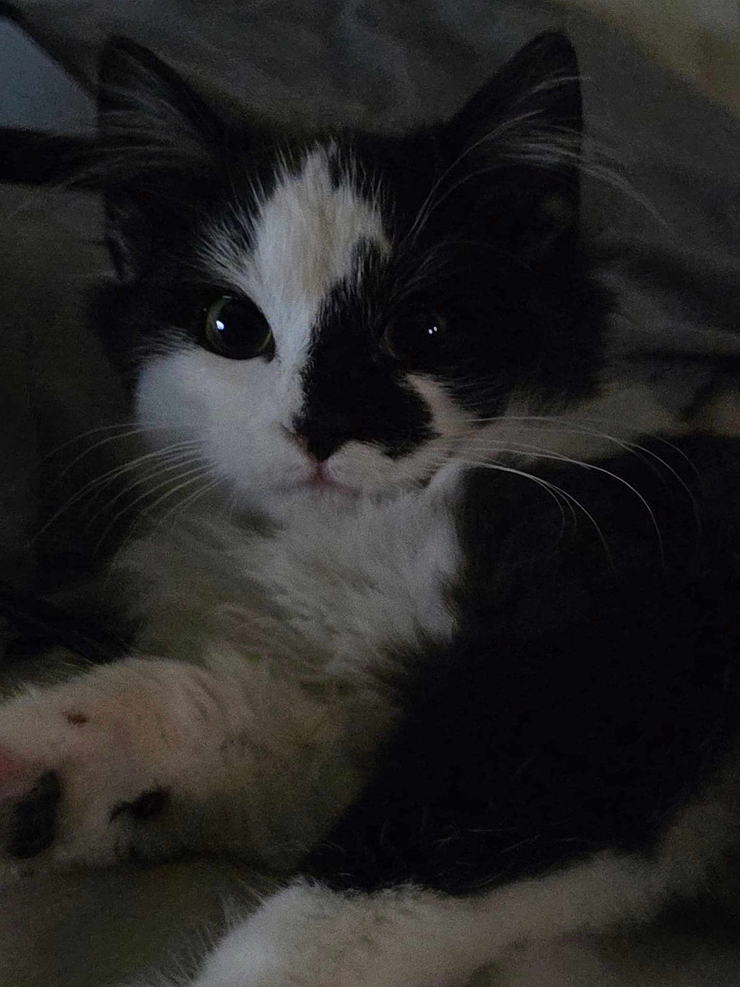 Wiskey is registered to the contest to win money with this photo: cat, kitten, black_and_white, whiskers, fur, close_up, portrait, pet, eyes, paw, blanket, indoor, cozy, sleepy, face, nose, cute, bedding, small_animal, feline