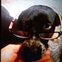 Athena is registered to the contest to win money with this photo: dog, black_dog, pet, glasses, eyewear, close_up, portrait, blurry, hand, holding, muzzle, nose, eyes, indoor, bedding, couch, cute, animal, accessory, face