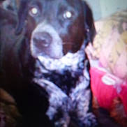 Athena is registered to the contest to win money with this photo: dog, black_dog, pet, blurry, closeup, indoor, couch, pillow, blanket, nose, eyes, fur, portrait, sitting, companion, cozy, furniture, home, mammal, domestic_animal