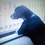 Athena is registered to the contest to win money with this photo: dog, black_dog, canine, pet, windowsill, window, railing, porch, balcony, looking_out, silhouette, blurry, out_of_focus, grainy, indoor, profile, seat, lonely, home, contemplative