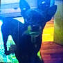Pip is registered to the contest to win money with this photo: dog, pet, black_dog, small_dog, blurry, low_resolution, out_of_focus, indoor, hardwood_floor, rug, collar, standing, ears_up, silhouette, grainy, closeup, looking_at_camera, shadow, home_interior, vintage_camera_effect
