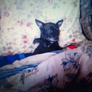 Pip joined the competition — help win amazing prizes! dog, chihuahua, pet, blanket, bed, pillow, floral_pattern, upholstery, cozy, indoor, black_fur, ears, snout, portrait, blurry, low_light, bedding, textile, couch, sleeping