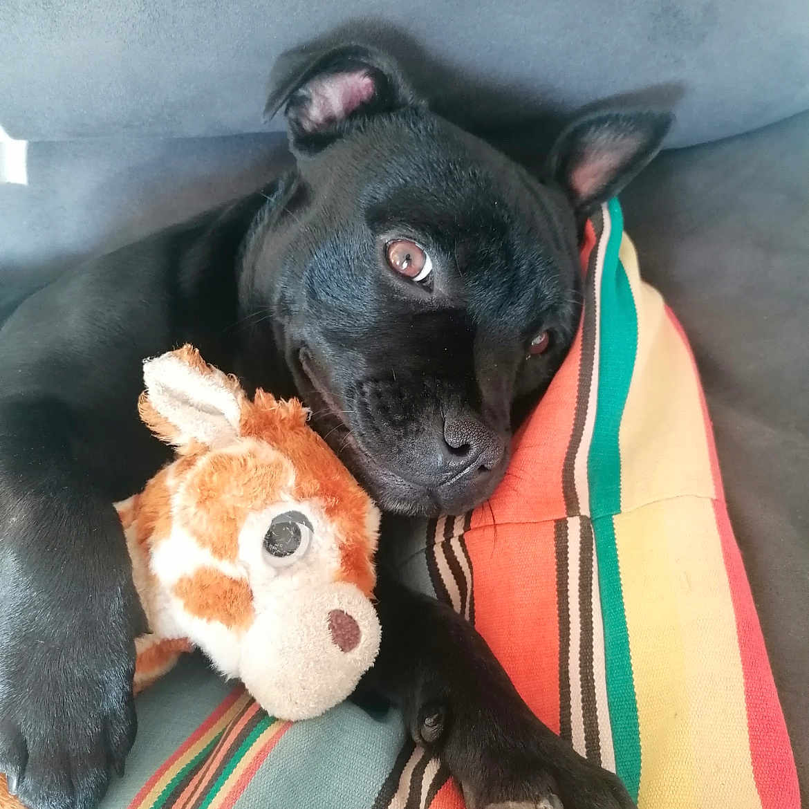 Ulysse a rejoint le concours — aidez-le/la à gagner de superbes lots ! animal, black_dog, blanket, companion, couch, cozy, cute, dog, ears, fur, giraffe_toy, indoors, nose, paw, pet, plush_toy, relaxed, resting, snuggling, striped_blanket