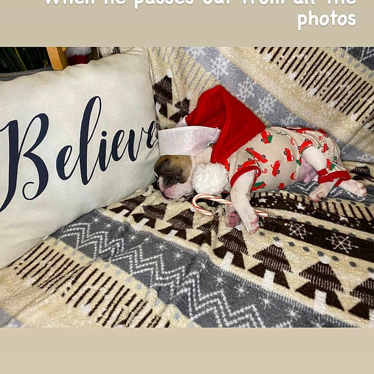 Arlo is registered to the contest to win money with this photo: bedding, carnivore, companion_dog, linens, poster