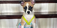 Lucky is registered to the contest to win money with this photo: animal, brown, cute, dog, domestic, ears, floor, harness, home, indoor, looking, pet, plant, puppy, sitting, small, staircase, white, wooden, young
