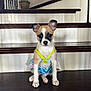 animal, brown, cute, dog, domestic, ears, floor, harness, home, indoor, looking, pet, plant, puppy, sitting, small, staircase, white, wooden, young