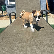 Lucky is registered to the contest to win money with this photo: animal, backyard, brown, canine, cute, daylight, dog, fur, house, lounge_chair, outdoor, pet, puppy, shadow, small_dog, standing, sunlight, white, window, yard