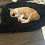 Lucky joined the competition — help win amazing prizes! blanket, brown, cozy, curled_up, dog, floor, home, indoor, mat, paw_print, pet, plush, quiet, relaxed, resting, sleeping, small_dog, toy, white, wooden_floor