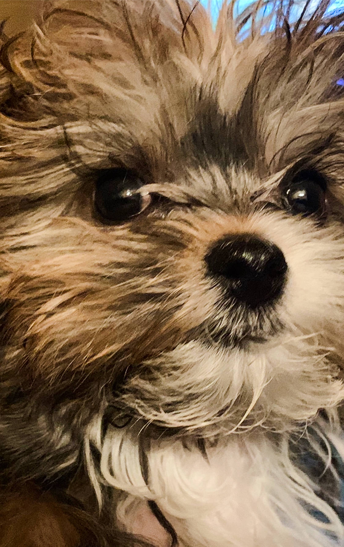 Archie is registered to the contest to win money with this photo: canidae, carnivore, close_up, companion_dog, dog, dog_breed, fur, liver, maltepoo, plant, shih_poo, shih_tzu, small_terrier, snout, sporting_group, terrestrial_animal, terrier, toy_dog, whiskers, working_animal