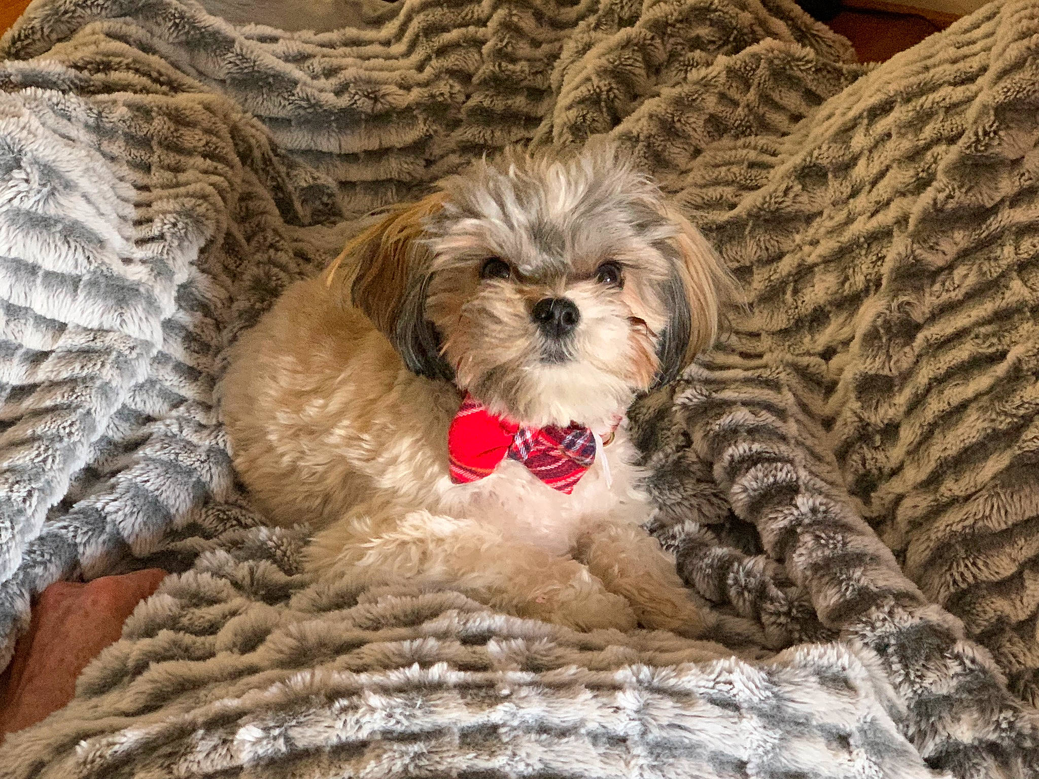 Archie joined the competition — help win amazing prizes! basket, canidae, carnivore, comfort, companion_dog, dog, dog_bed, dog_breed, dog_supply, fawn, fur, liver, poodle_crossbreed, snout, sporting_group, terrestrial_animal, terrier, toy_dog, water_dog, working_animal