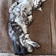Bendis a rejoint le concours — aidez-le/la à gagner de superbes lots ! animal, brown, cat, couch, cute, feline, fluffy, fur, indoor, kitten, mammal, paw, pet, relaxed, resting, sleeping, tabby, texture, whiskers, young