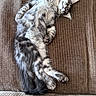 animal, brown, cat, couch, cute, feline, fluffy, fur, indoor, kitten, mammal, paw, pet, relaxed, resting, sleeping, tabby, texture, whiskers, young