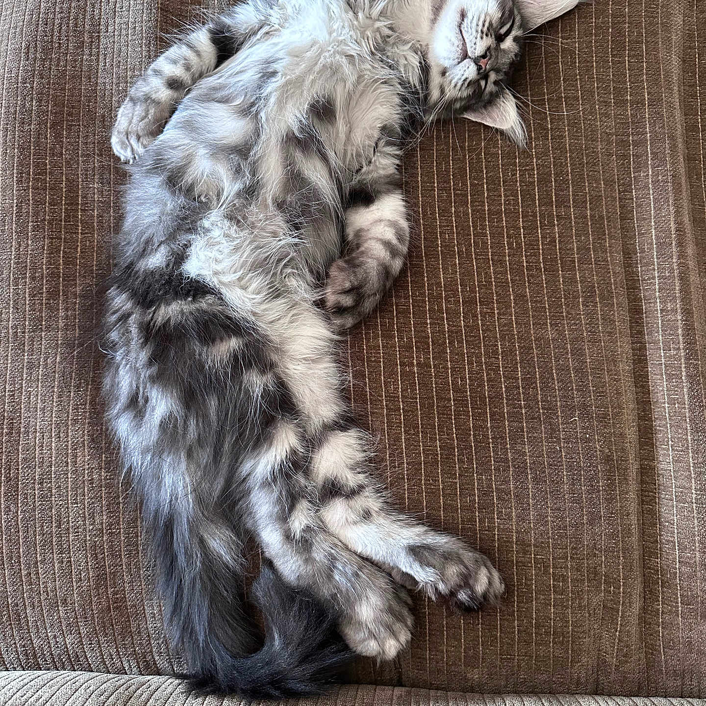 Bendis a rejoint le concours — aidez-le/la à gagner de superbes lots ! animal, brown, cat, couch, cute, feline, fluffy, fur, indoor, kitten, mammal, paw, pet, relaxed, resting, sleeping, tabby, texture, whiskers, young