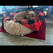 Bobo joined the competition — help win amazing prizes! adorable, blanket, buffalo_check, cozy, cushion, decor, dog, dog_bed, fur, hardwood_floor, indoor, living_room, looking_up, pet, plaid_blanket, puppy, red_black, shelf, sign, sleepy