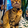 cat, tabby_cat, pet, indoor, scratching_pad, plant, door, window, furniture, collar, tag, curious, sitting, yellow_eyes, whiskers, fur, paws, tail, home, decor