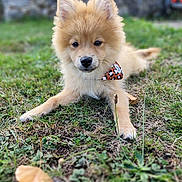 Blue participe au concours pour gagner de l'argent avec cette photo : puppy, dog, golden_fur, fluffy, bow_tie, leopard_print, outdoors, grass, garden, portrait, close_up, animal, pet, lying_down, pointed_ears, black_nose, brown_eyes, fallen_leaf, shallow_depth_of_field, cute