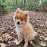 Blue a rejoint le concours — aidez-le/la à gagner de superbes lots ! puppy, dog, fluffy, golden, sitting, outdoors, forest, woodland, trail, autumn, leaves, nature, pet, leash, portrait, fur, ears, eyes, cute, animal
