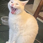 Alex is registered to the contest to win money with this photo: cat, white_cat, yawning, pet, indoor, carpet, plastic_bowl, furniture, animal, whiskers, tail, mouth_open, teeth, ears, fur, sitting, expression, domestic_cat, household, cute