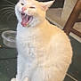 cat, white_cat, yawning, pet, indoor, carpet, plastic_bowl, furniture, animal, whiskers, tail, mouth_open, teeth, ears, fur, sitting, expression, domestic_cat, household, cute