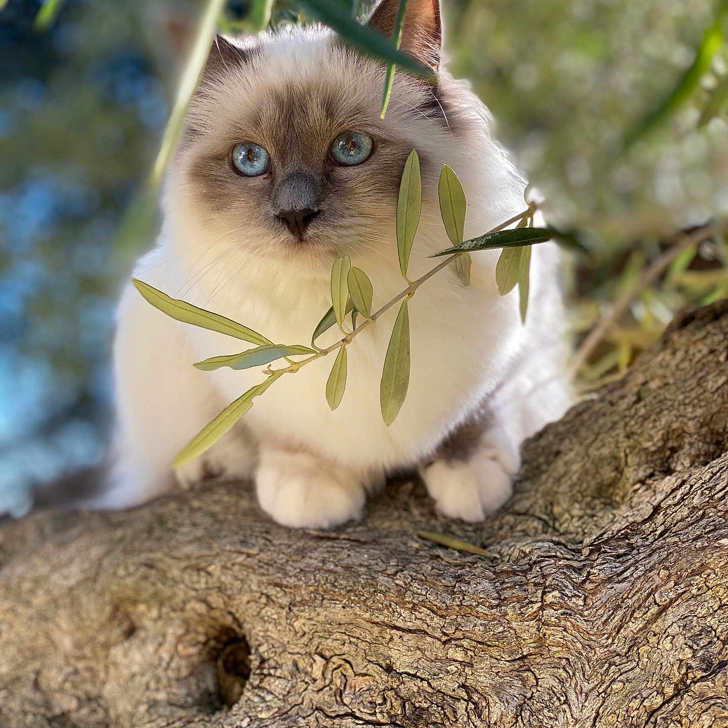 Mizu a rejoint le concours — aidez-le/la à gagner de superbes lots ! animal, blue_eyes, cat, close_up, curious, cute, daylight, fluffy, fur, greenery, mammal, nature, olive_branch, outdoor, pet, portrait, soft_light, tree_trunk, whiskers, wildlife