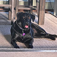 Lucy joined the competition — help win amazing prizes! dog, black_dog, indoor, carpet, wooden_furniture, sunlight, relaxed, tongue_out, pet, collar, floor, window, home, animal, resting, mammal, domestic_animal, canine, living_room, natural_light