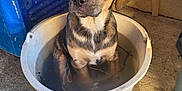 Alowa participe au concours pour gagner de l'argent avec cette photo : adorable, animal, bath_time, blue_container, brown_fur, bucket, canine, concrete_floor, cute, dog, domestic_animal, expression, indoor, looking_up, pet, puppy, sitting, small_dog, water, young_dog