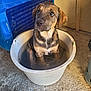 adorable, animal, bath_time, blue_container, brown_fur, bucket, canine, concrete_floor, cute, dog, domestic_animal, expression, indoor, looking_up, pet, puppy, sitting, small_dog, water, young_dog