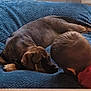 Alowa a rejoint le concours — aidez-le/la à gagner de superbes lots ! blue_cushion, bond, brown_fur, child, close_up, cozy, curious, dog, floor, home, indoor, interaction, lying_down, pet, playful, puppy, red_shirt, resting, toddler, young_child