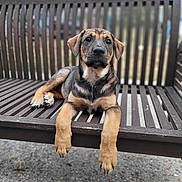 Alowa participe au concours pour gagner de l'argent avec cette photo : animal, bench, black, brown, cute, daylight, dog, expression, fur, ground, looking, nature, outdoor, paws, pet, portrait, puppy, relaxed, wooden_bench, young