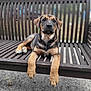 animal, bench, black, brown, cute, daylight, dog, expression, fur, ground, looking, nature, outdoor, paws, pet, portrait, puppy, relaxed, wooden_bench, young