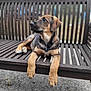 Alowa participe au concours pour gagner de l'argent avec cette photo : animal, bench, black, brown, canine, cute, daylight, dog, fur, looking_away, nature, outdoor, paw, pet, portrait, puppy, relaxed, sitting, wood, young