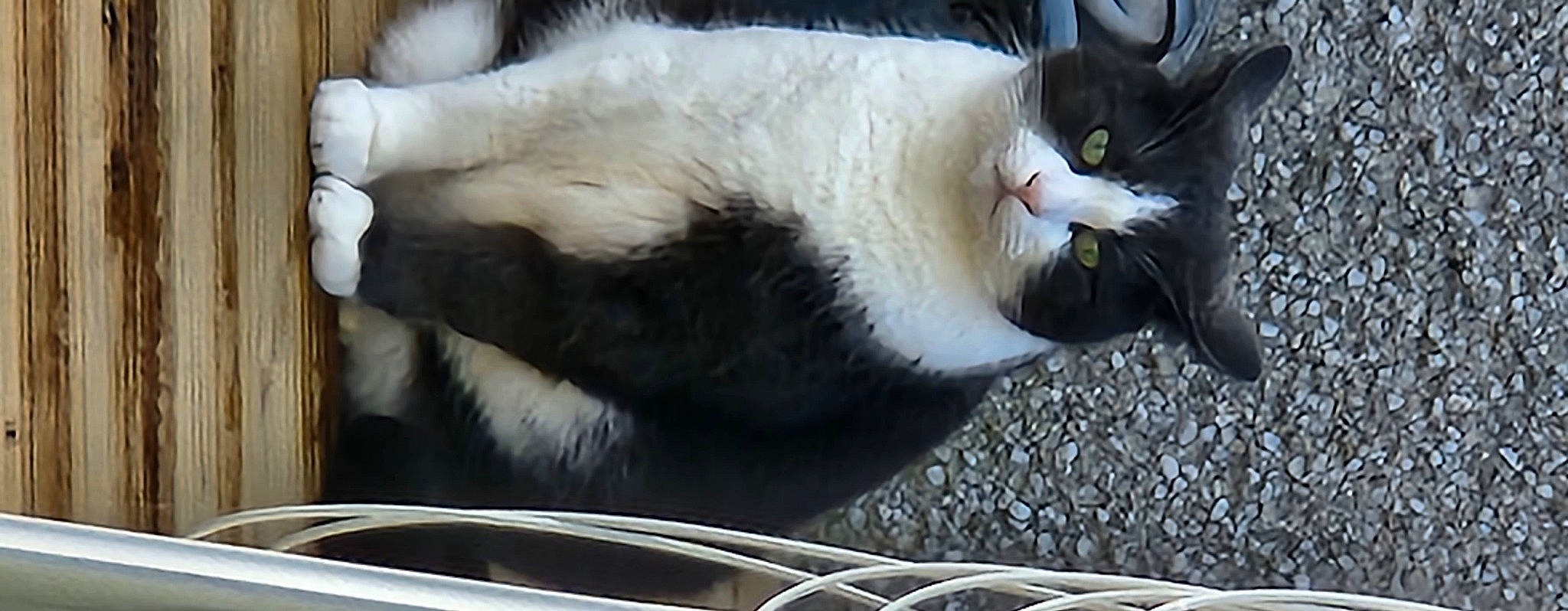 Boab is registered to the contest to win money with this photo: carnivore, cat, cat_supply, claw, domestic_short_haired_cat, felidae, fur, paw, small_to_medium_sized_cats, snout, tail, terrestrial_animal, tree, whiskers