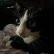 Mini joined the competition — help win amazing prizes! animal, black_and_white, calm, cat, checkered, close_up, cozy, cute, domestic_cat, fabric, feline, indoor, pet, portrait, quiet, resting, soft_light, whiskers, whiskers_visible, yellow_eyes