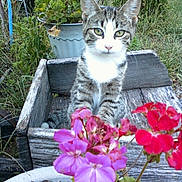 Gracie joined the competition — help win amazing prizes! cat, close_up, ears, flowers, foliage, garden, geranium, grass, green_eyes, kitten, outdoor, plant_pot, planter, portrait, rustic, sitting, tabby_cat, whiskers, wood_texture, wooden_box
