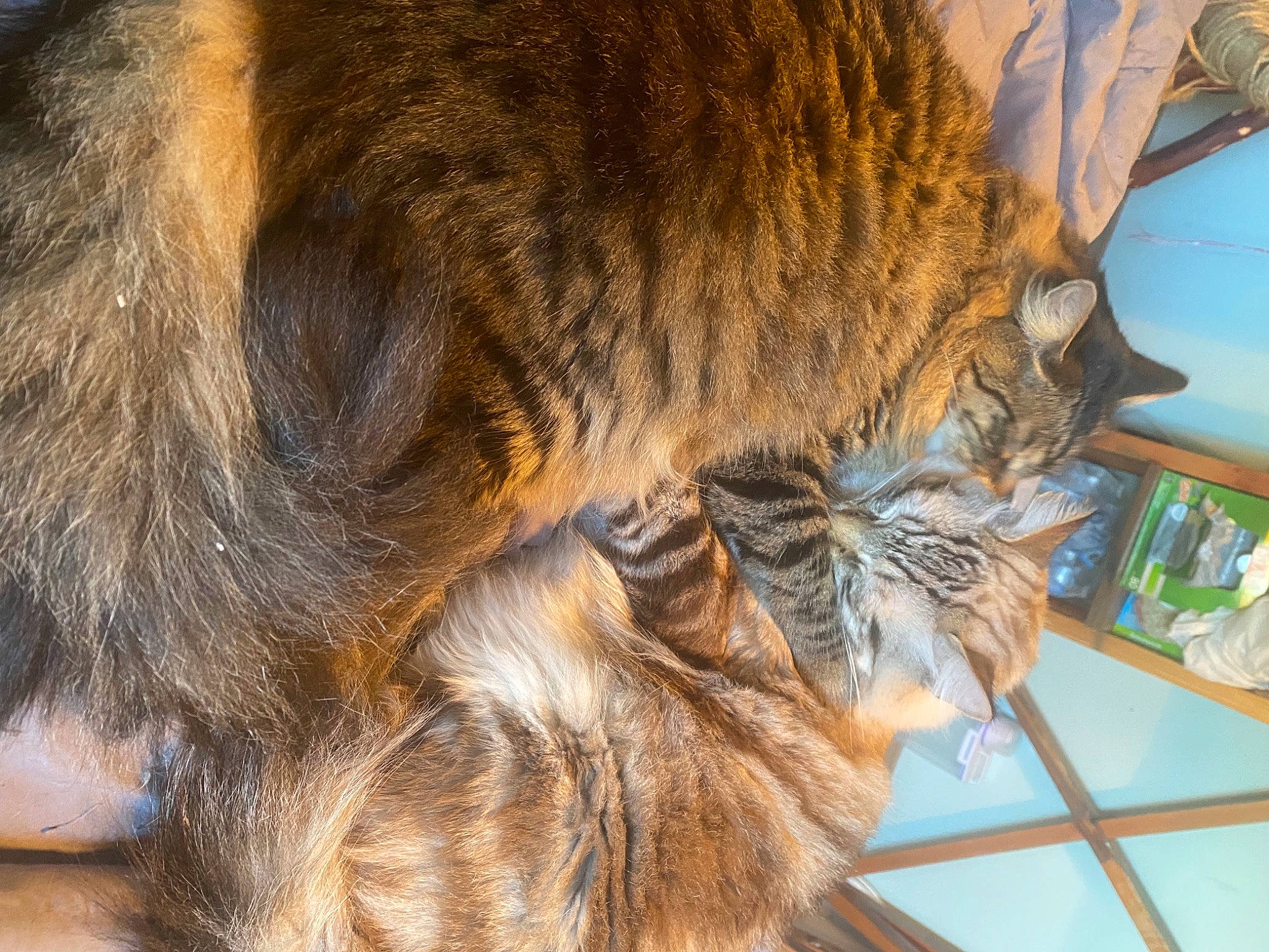 Handsome is registered to the contest to win money with this photo: carnivore, cat, claw, comfort, domestic_short_haired_cat, felidae, fur, hardwood, nap, organism, pattern, paw, small_to_medium_sized_cats, snout, tail, terrestrial_animal, whiskers, wood, wood_stain