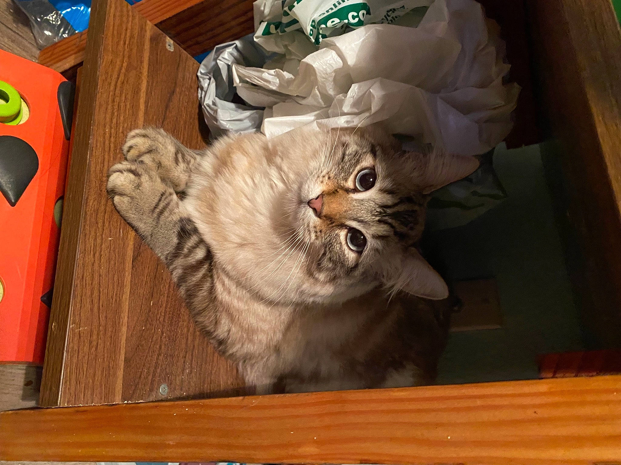 Handsome joined the competition — help win amazing prizes! carnivore, cat, claw, comfort, domestic_short_haired_cat, fawn, felidae, flooring, fur, hardwood, paw, plank, room, small_to_medium_sized_cats, snout, tail, varnish, whiskers, wood, wood_stain