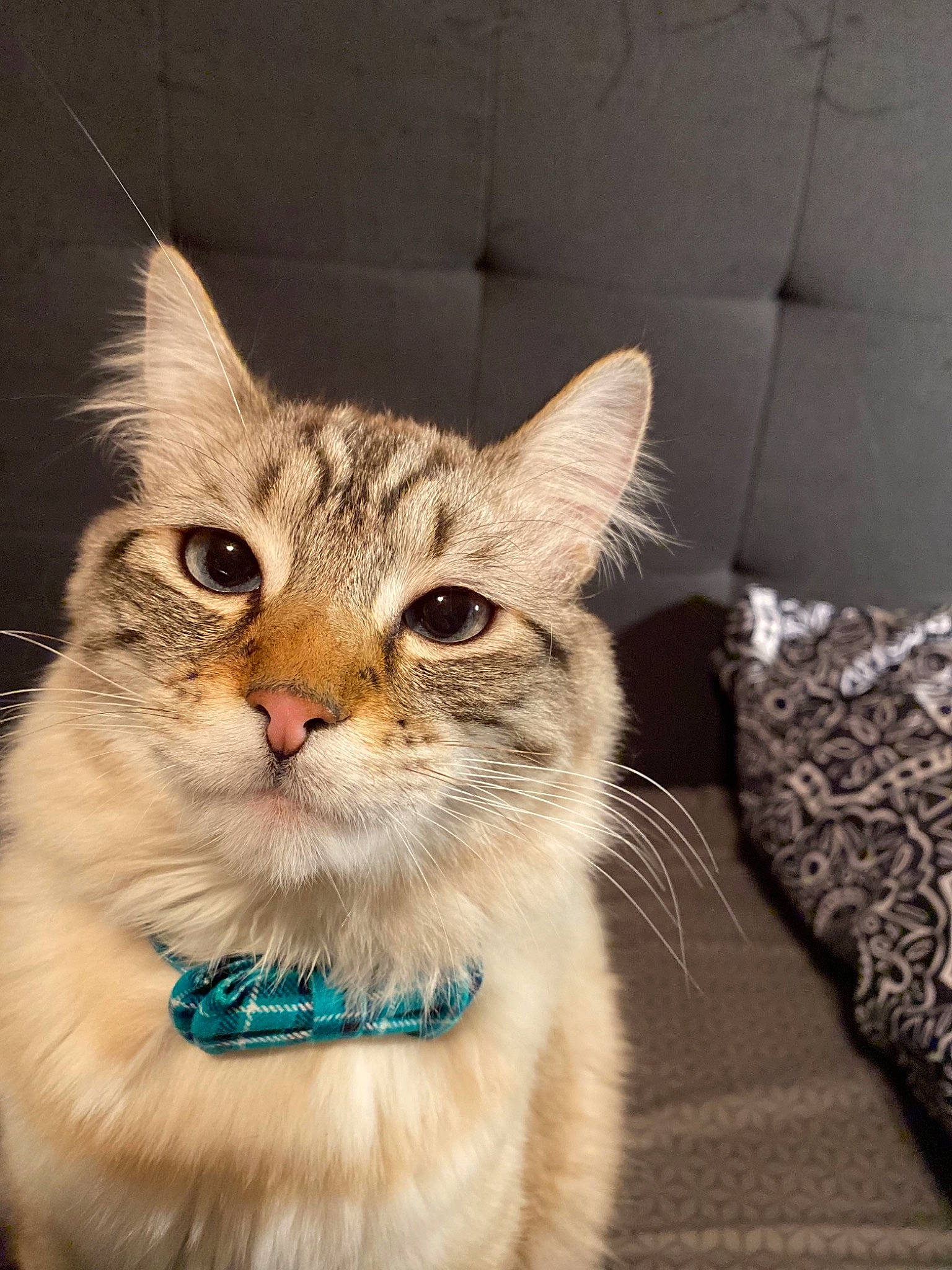 Handsome joined the competition — help win amazing prizes! carnivore, cat, claw, collar, couch, domestic_short_haired_cat, fawn, felidae, fur, paw, pet_supply, pillow, small_to_medium_sized_cats, snout, tail, terrestrial_animal, whiskers, wildlife, window