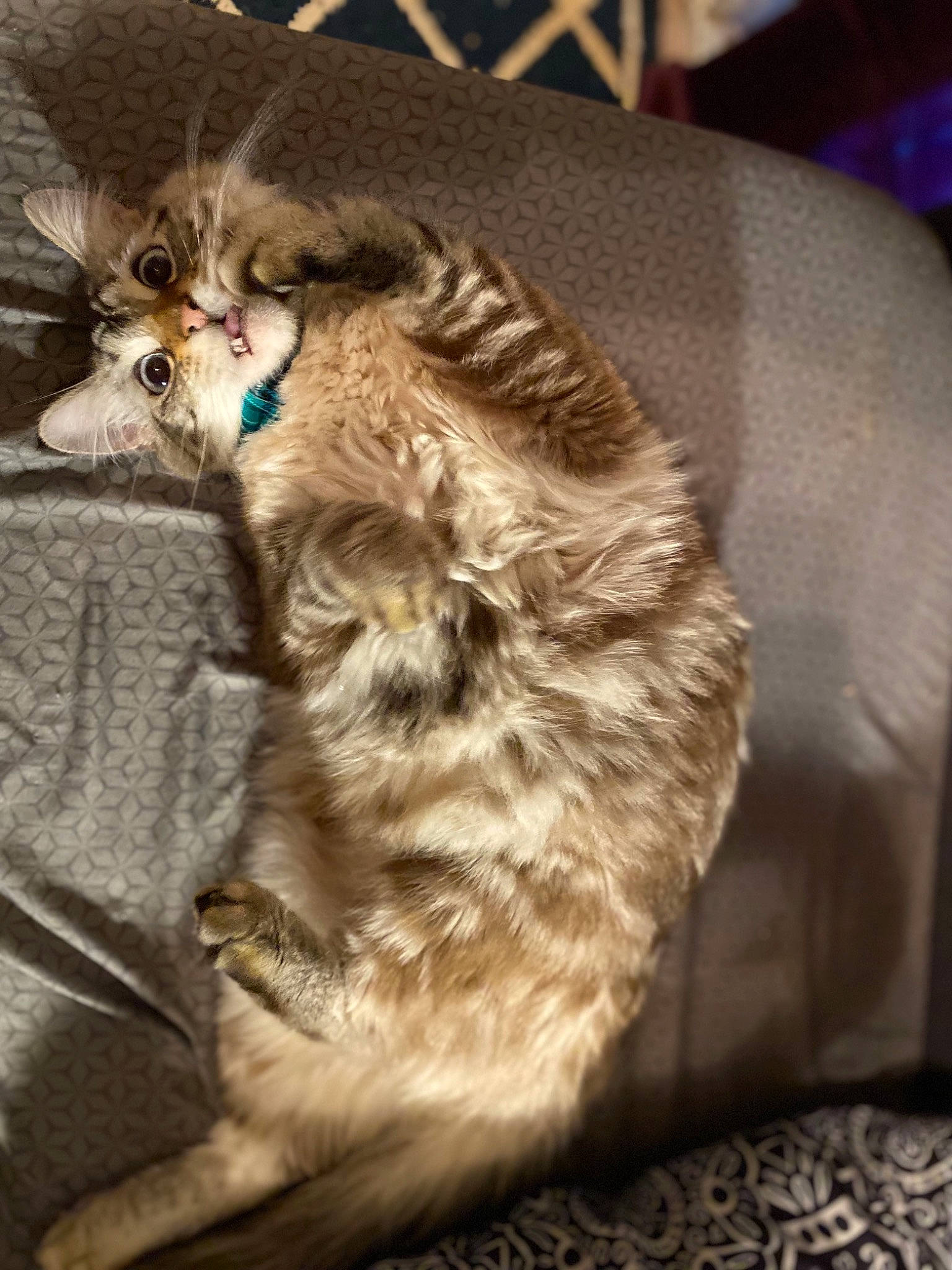 Handsome is registered to the contest to win money with this photo: carnivore, cat, claw, comfort, domestic_short_haired_cat, fawn, felidae, fur, maine_coon, paw, small_to_medium_sized_cats, snout, tail, terrestrial_animal, whiskers