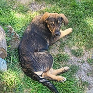 Pearl participe au concours pour gagner de l'argent avec cette photo : dog, grass, outdoor, animal, pet, sunlight, brown_fur, black_fur, lying_down, looking_back, nature, curious, relaxed, daylight, canine, ground, mixed_color, ears, tail, paw