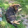 dog, grass, outdoor, animal, pet, sunlight, brown_fur, black_fur, lying_down, looking_back, nature, curious, relaxed, daylight, canine, ground, mixed_color, ears, tail, paw
