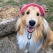 Snow participe au concours pour gagner de l'argent avec cette photo : dog, fluffy, pink_visor, happy, outdoor, grass, rock, smiling, pet, canine, long_hair, friendly, close_up, animal, nature, cute, muzzle, fur, tongue, eyes