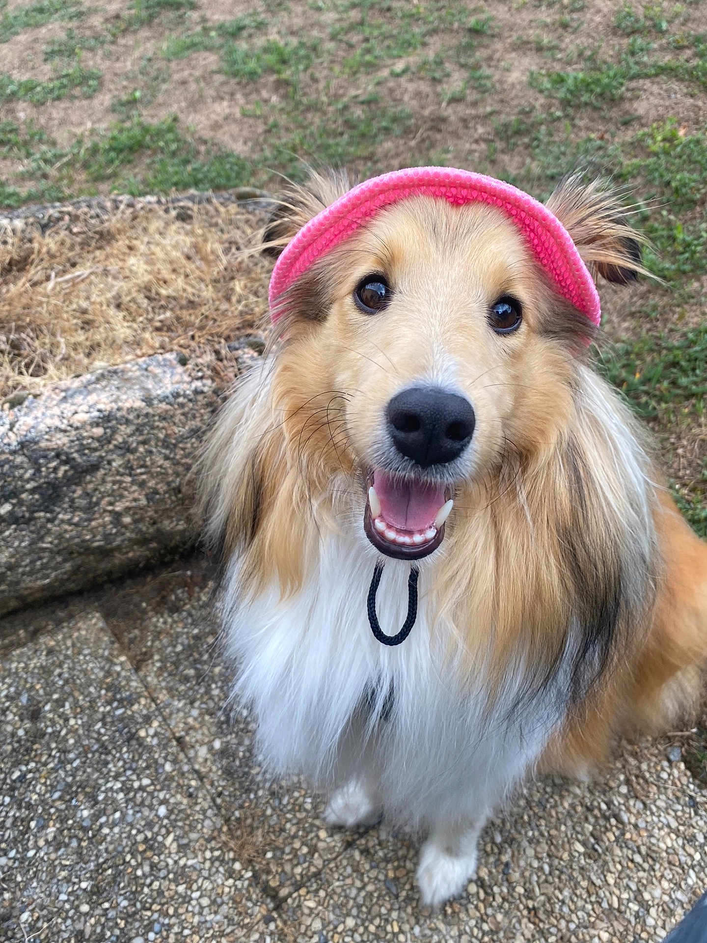 Snow participe au concours pour gagner de l'argent avec cette photo : dog, fluffy, pink_visor, happy, outdoor, grass, rock, smiling, pet, canine, long_hair, friendly, close_up, animal, nature, cute, muzzle, fur, tongue, eyes