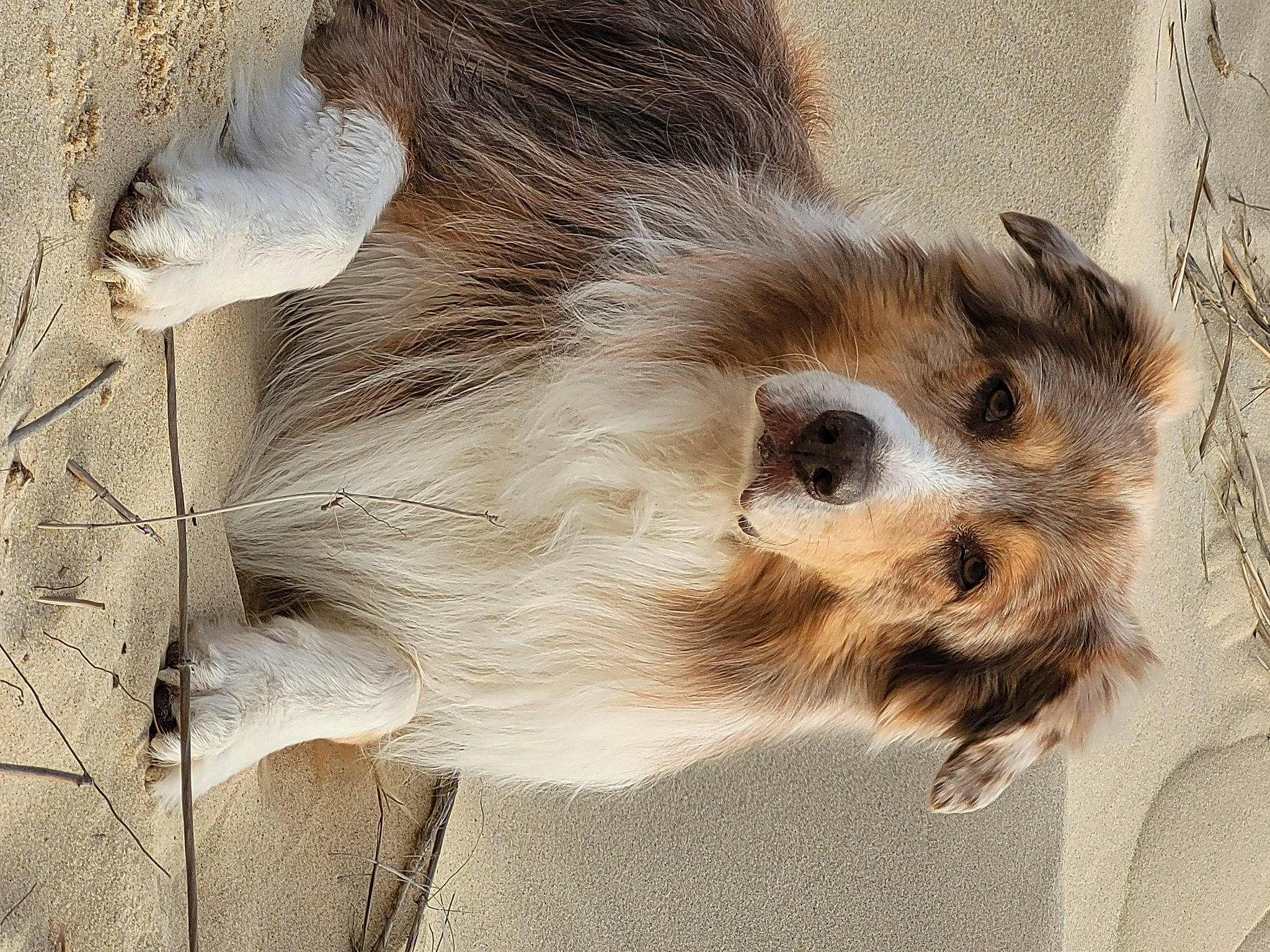 Jack participe au concours pour gagner de l'argent avec cette photo : canidae, carnivore, claw, companion_dog, dog_breed, fawn, felidae, foot, fur, paw, small_to_medium_sized_cats, snout, sporting_group, tail, terrestrial_animal, whiskers, wildlife, wood, working_animal