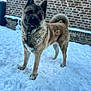 animal, architecture, bodypart, brick, building, bulldog, canine, dog, germanshepherd, husky, nature, outdoors, pet, pug, puppy, rock, snow, soil, wall, winter