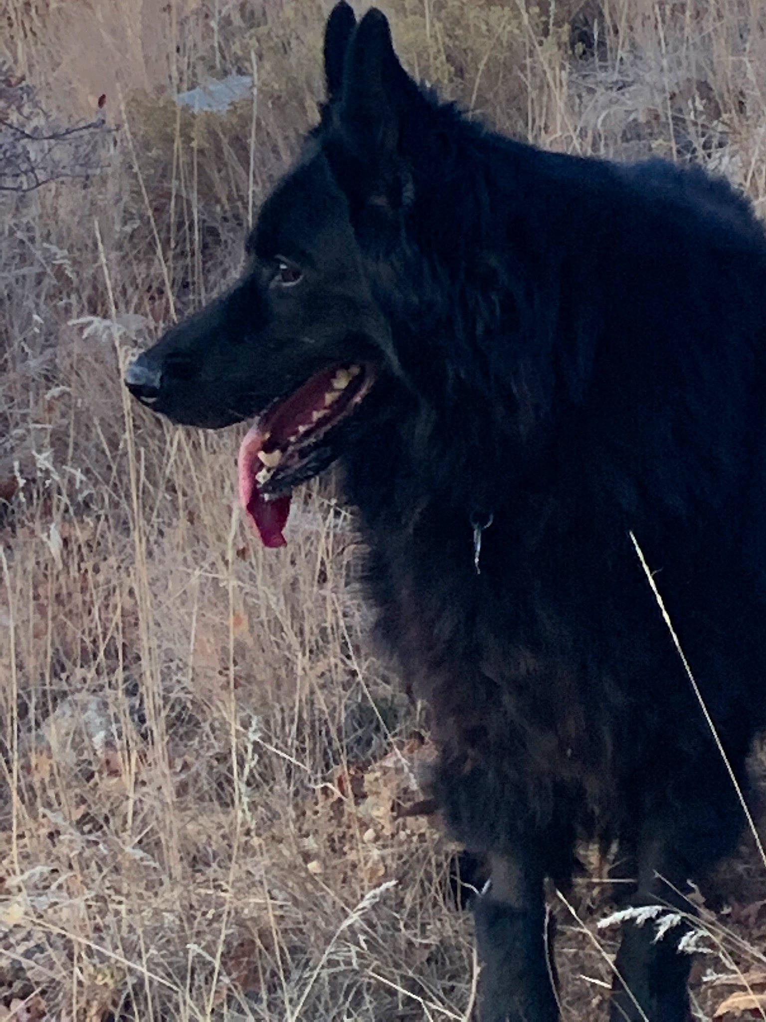 Mya is registered to the contest to win money with this photo: black, canidae, carnivore, dog, dog_breed, facial_expression, fang, fur, guard_dog, snout, sporting_group, terrestrial_animal, tongue, tooth, vertebrate, wildlife, working_animal, working_dog