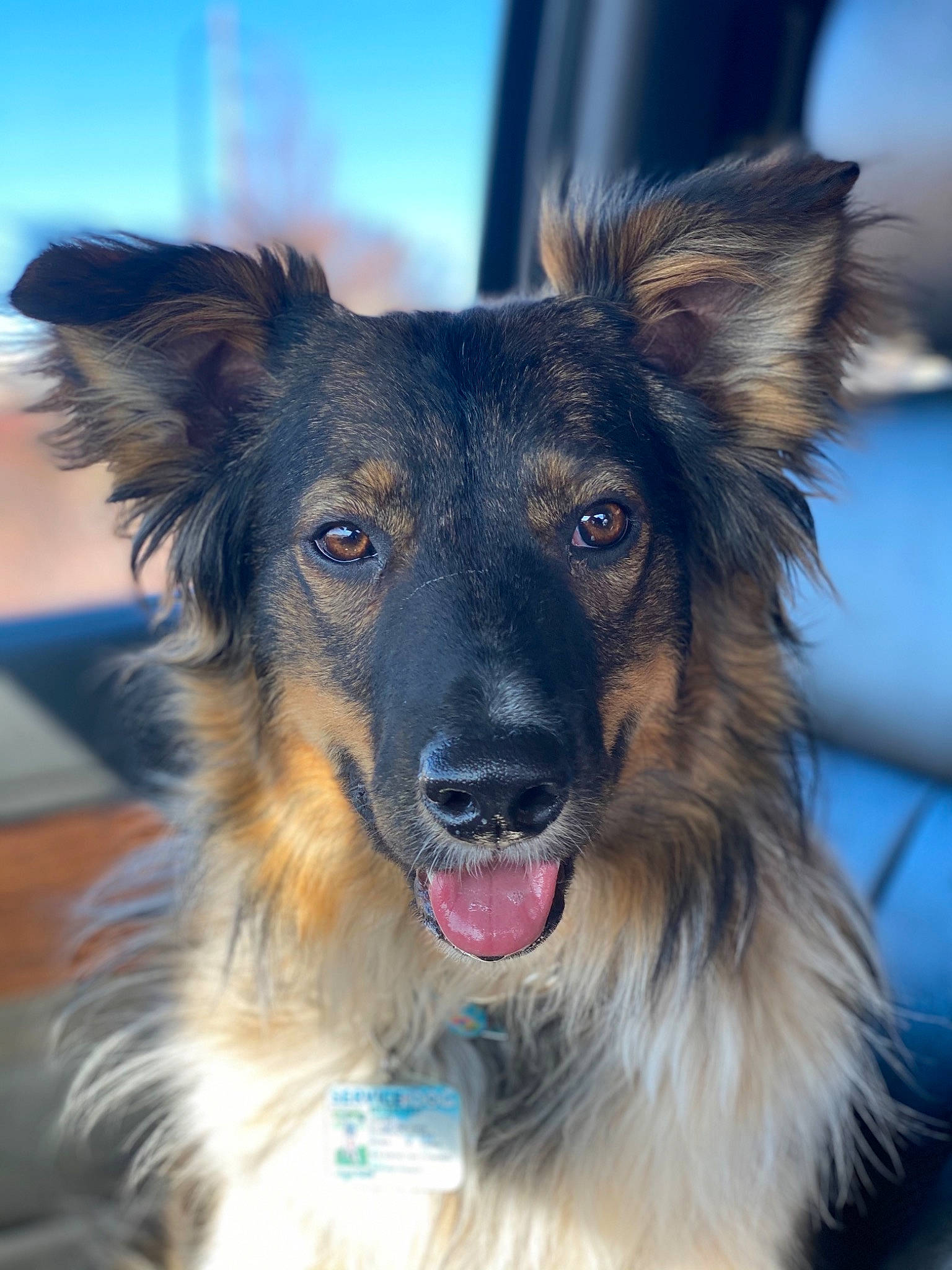 Jasper is registered to the contest to win money with this photo: canidae, carnivore, companion_dog, dog, dog_breed, dog_supply, electric_blue, fur, herding_dog, plant, snout, snow, sporting_group, whiskers, working_dog