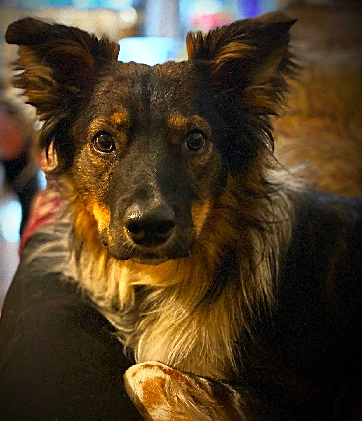 Jasper joined the competition — help win amazing prizes! canidae, carnivore, companion_dog, dog, dog_breed, fur, guard_dog, herding_dog, iris, snout, sporting_group, whiskers, working_animal, working_dog