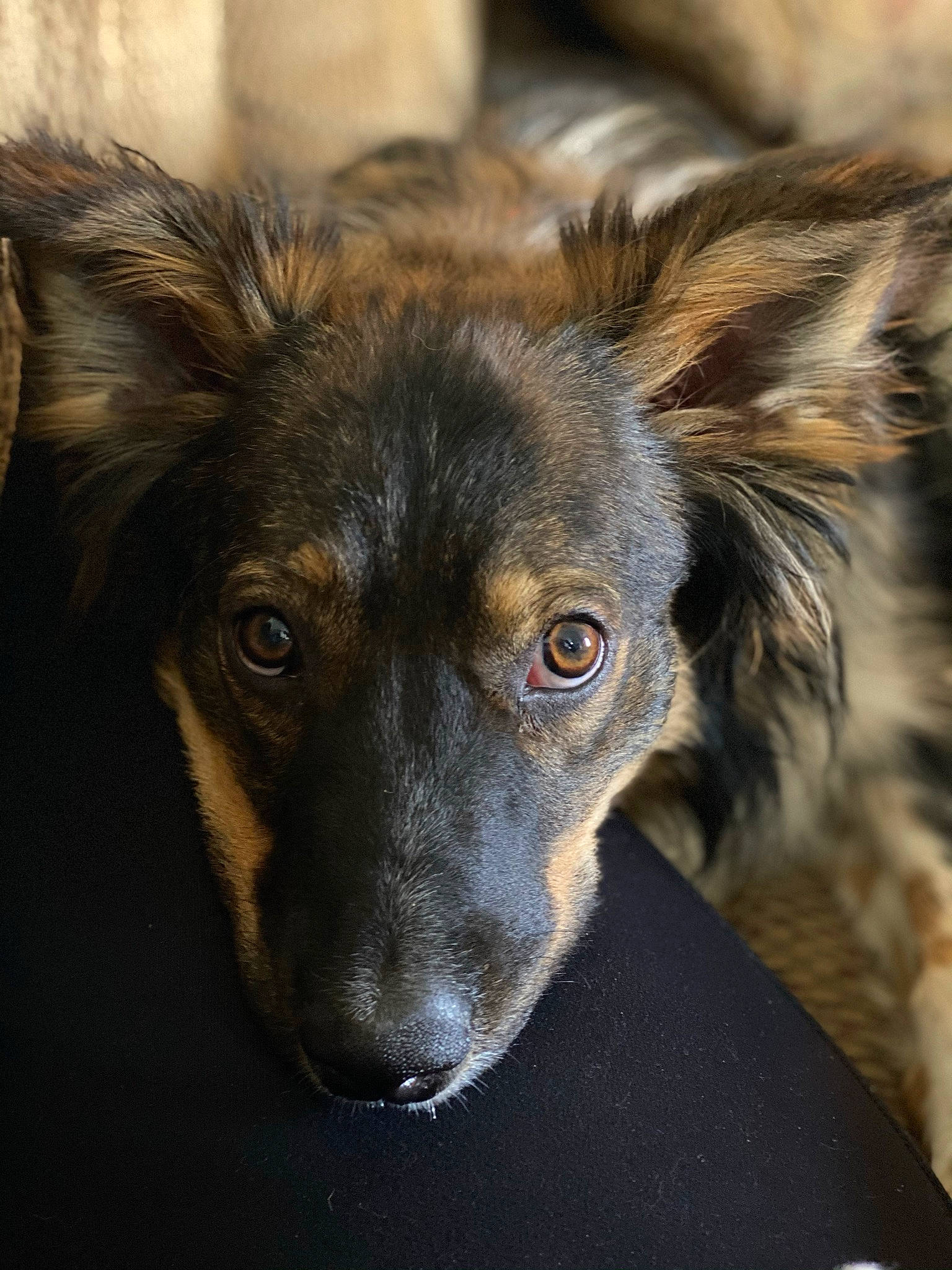 Jasper is registered to the contest to win money with this photo: ancient_dog_breeds, canidae, carnivore, companion_dog, dog, dog_breed, fawn, fur, german_shepherd_dog, guard_dog, herding_dog, iris, king_shepherd, liver, organ, snout, sporting_group, whiskers, working_animal, working_dog