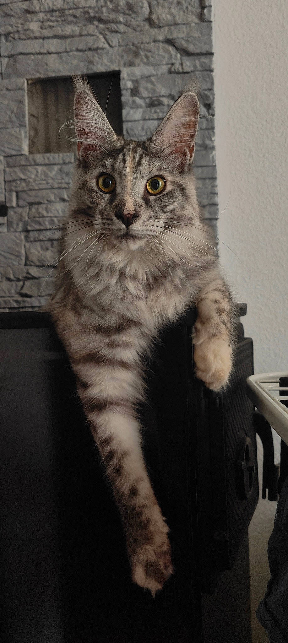 Pearl participe au concours pour gagner de l'argent avec cette photo : carnivore, cat, claw, domestic_short_haired_cat, felidae, fur, paw, sitting, small_to_medium_sized_cats, snout, tail, terrestrial_animal, whiskers, window