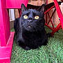 animal, artificial_grass, black_cat, close_up, curious, domestic_cat, ears, face, feline, furniture_leg, golden_eyes, home, indoor, looking_up, nose, pet, red_furniture, relaxed, sitting, whiskers